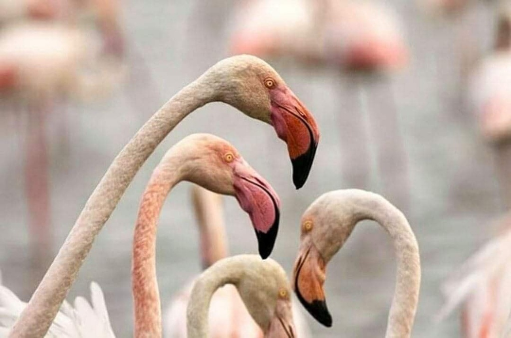 Flamants roses Parc National de Tsimanampetsotse