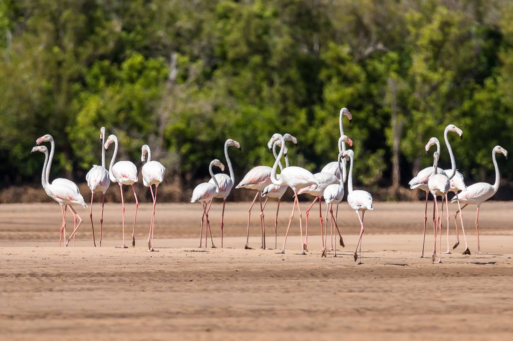 Observation des flamants roses à Saint-Augustin