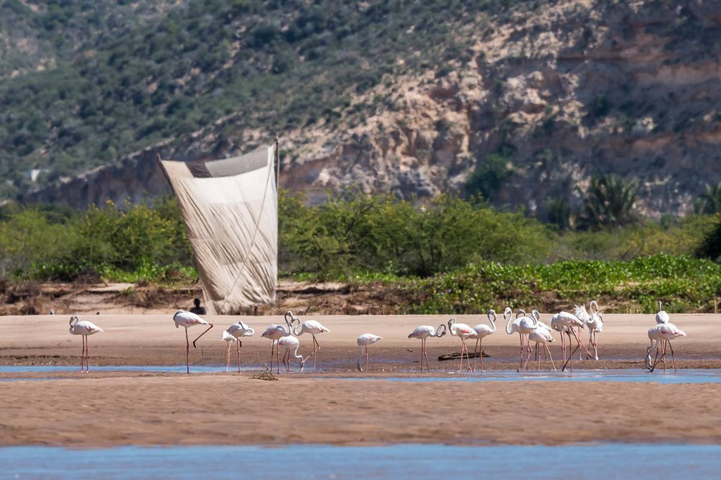 Observation des flamants roses à Saint-Augustin